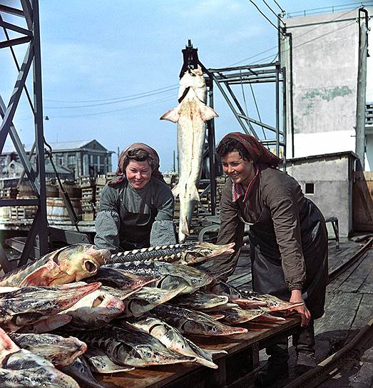 1955 год. Керченский рыбокомбинат