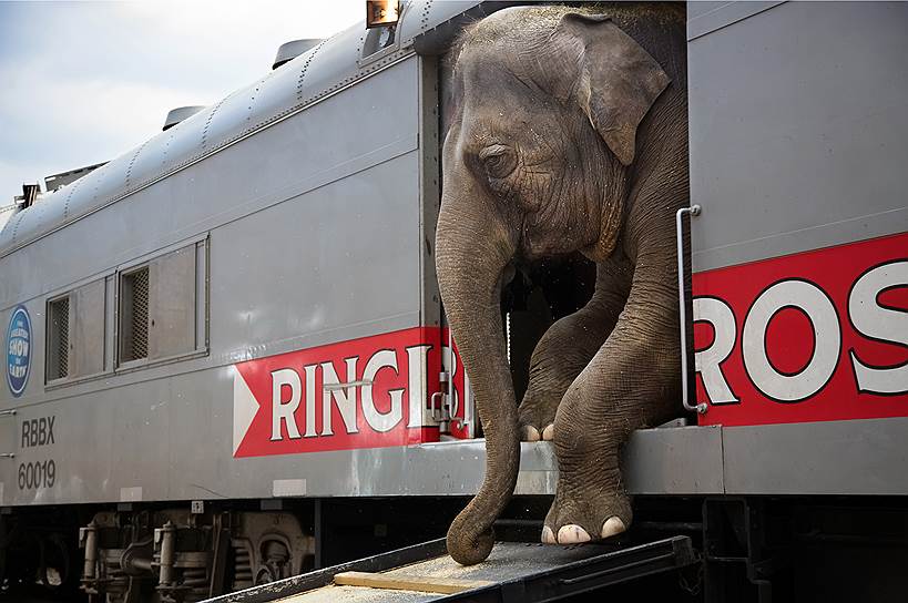 Фото: Stephanie Sinclair, США. Гастроли цирка Ringling Bros. and Barnum &amp; Bailey 