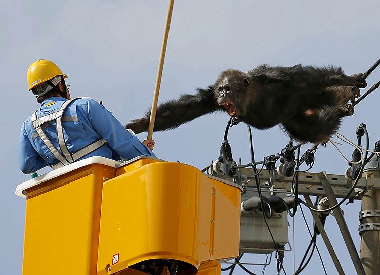 Сендаи, Япония. Самец шимпанзе Чача отбивается от людей, пытающихся вернуть его в зоопарк японского города Сендаи. Чачу нашли на опоре линии электропередач через два часа после того, как была обнаружена пропажа из зоопарка
