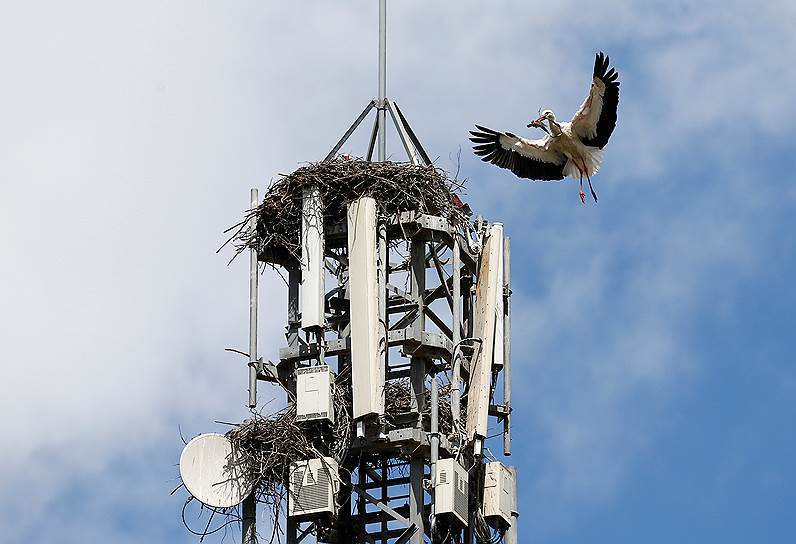 Дон Бенито, Испания. Белый аист, вьющий гнездо на антенне базовой станции мобильной связи