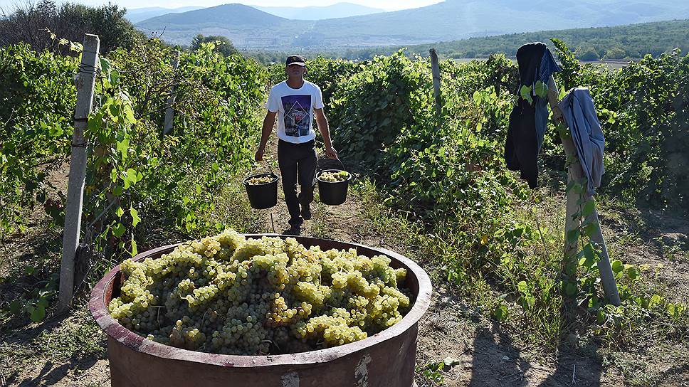 Мировое производство вина может снизиться на 5,3% по итогам года