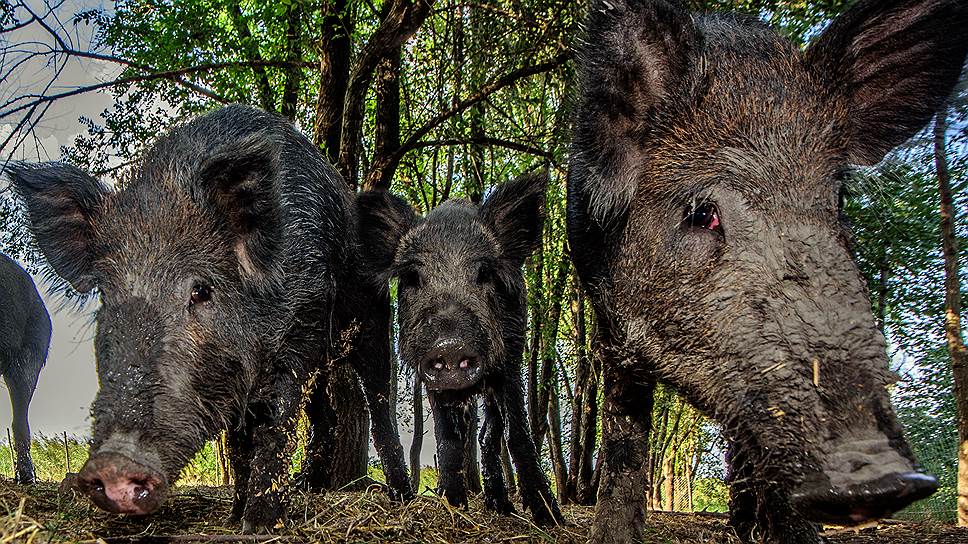 Как Минприроды отчиталось о борьбе с африканской чумой свиней