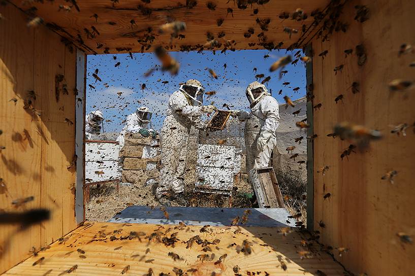 Рафах, Сектор Газа. Пчеловоды собирают мед