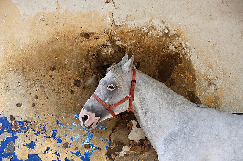 Бейрут, Ливан. Лошадь на фоне стены ипподрома, на которой видны следы от пуль 