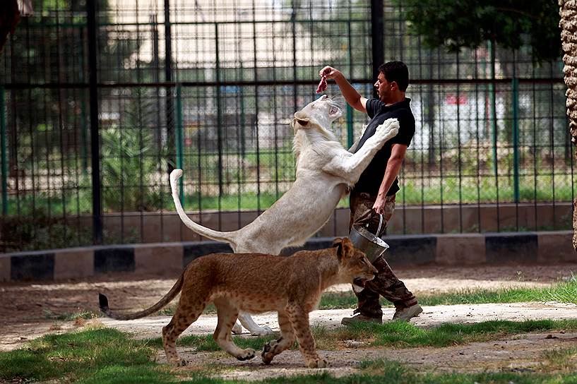 Багдад, Ирак. Сотрудник зоопарка кормит белого льва