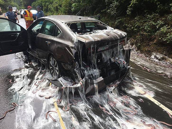 Орегон, США. Тихоокеанские пиявкороты разбросаны по трассе, после того как фургон с ними попал в аварию