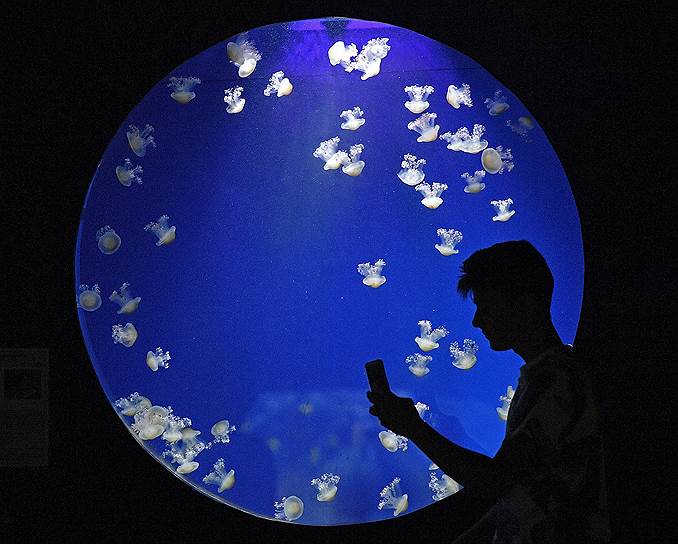 Дуйсбург, Германия. Посетитель зоопарка фотографирует бассейн с медузами