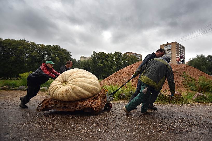 Москва, Россия. Презентация самой большой из когда-либо выращенных в России тыкв в « Аптекарском огороде»