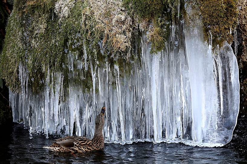 Берн, Швейцария. Утка на пруду смотрит на сосульки 