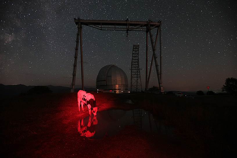 Мария Плотникова, Россия. Красная корова. 
Номинация «Моя планета. Одиночные фотографии»