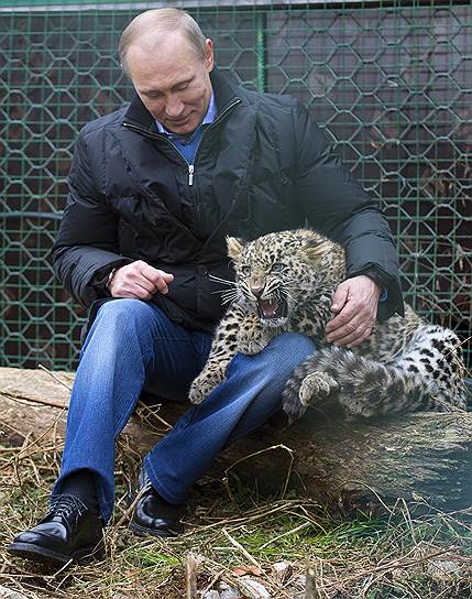 &lt;b>Переднеазиатский леопард&lt;/b>, помимо России, обитает в странах Закавказья, а также Казахстане, Иране, Афганистане, Пакистане, Туркменистане и Турции. Во всех странах обитания он находится под охраной. В 2006 году в России была утверждена программа, предполагающая размножение леопарда в Сочинском национальном парке с последующим выпуском потомства в Кавказский заповедник