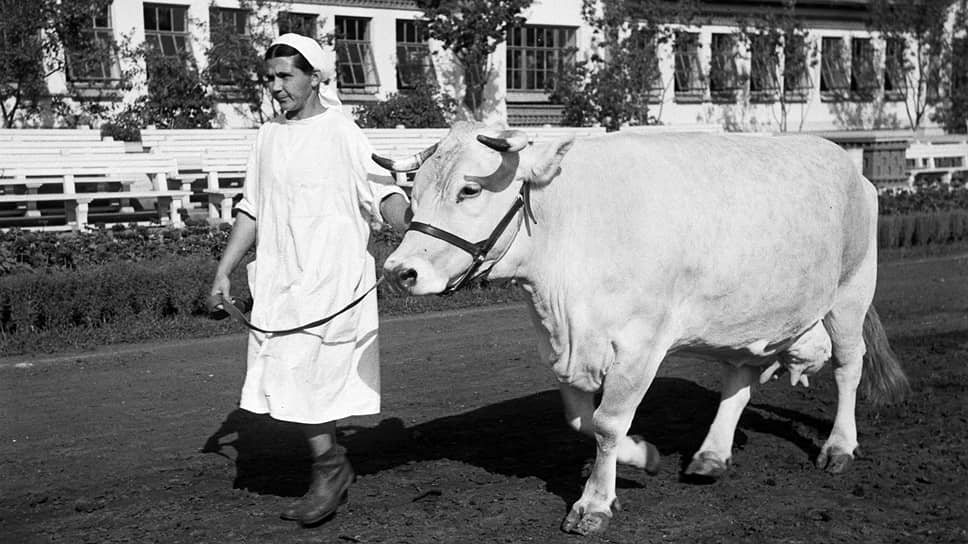 Коровы совхоза «Караваево» по весу, надоям и отелам еще в 1940-х годах догнали и перегнали Америку 