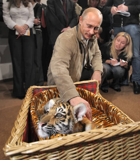 Несмотря на сложный график, Владимир Путин &lt;b>находит время для общения с дикими животными&lt;/b>. В 2008 году он получил в подарок в день своего рождения уссурийскую тигрицу (на фото). В 2010 году поил из бутылки новорожденного лосенка в парке «Лосиный остров». В том же году совершил экспедицию на Землю Франца-Иосифа, где надел спутниковый ошейник на белого медведя. В 2012 году на дельтаплане показал стерхам путь на юг. В 2013 году в приморском аквариуме пожал лапу моржу