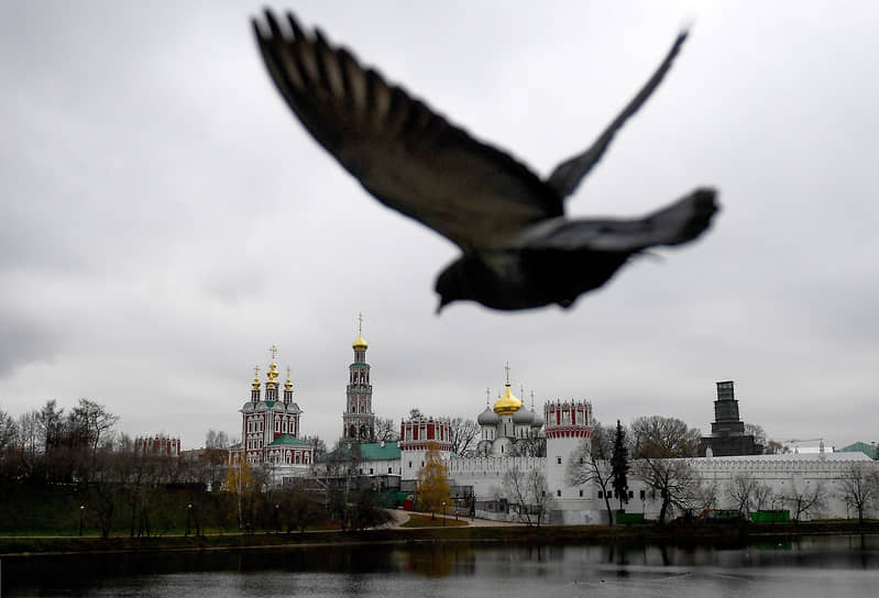 16 ноября. Москва. Голубь на фоне Богородице-Смоленского Новодевичьего женского монастыря