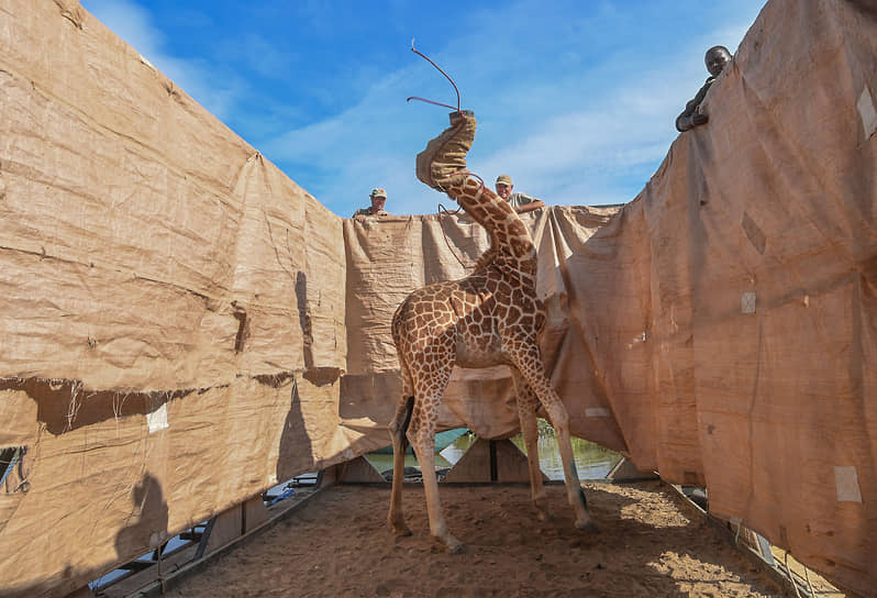 Обладателем награды за одиночный снимок в категории «Природа» стала американка Ами Витале, запечатлевшая транспортировку в заповедник одного из редких жирафов Ротшильда