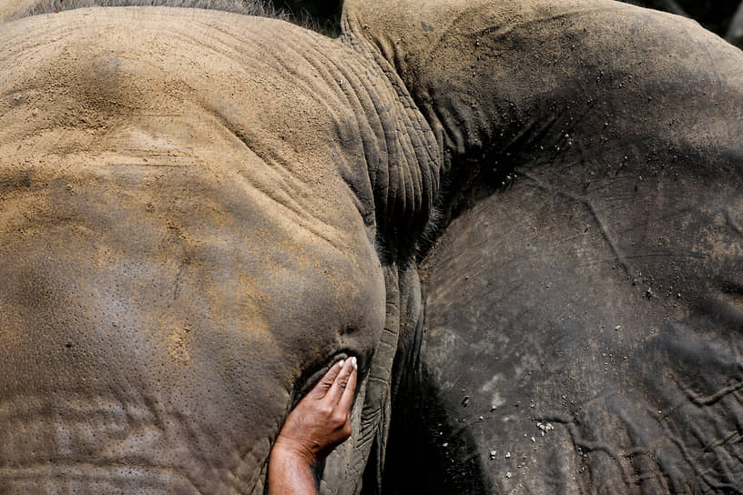 Карачи, Пакистан. Ветеринар прикрывает ладонью глаз слона во время оказания ему медицинской помощи