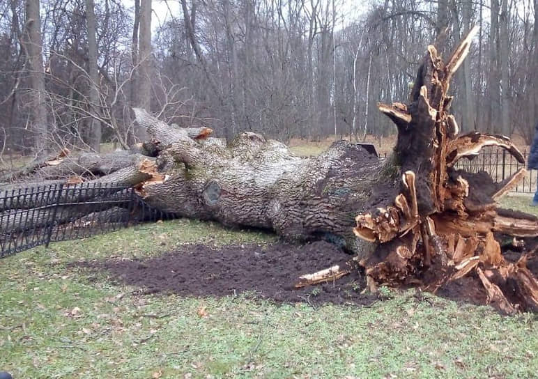 Поваленный ураганом дуб в усадьбе Тургенева Спасское-Лутовиново