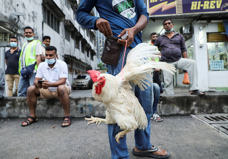 Куала-Лумпур, Малайзия. Мужчина с курицей на столичном рынке