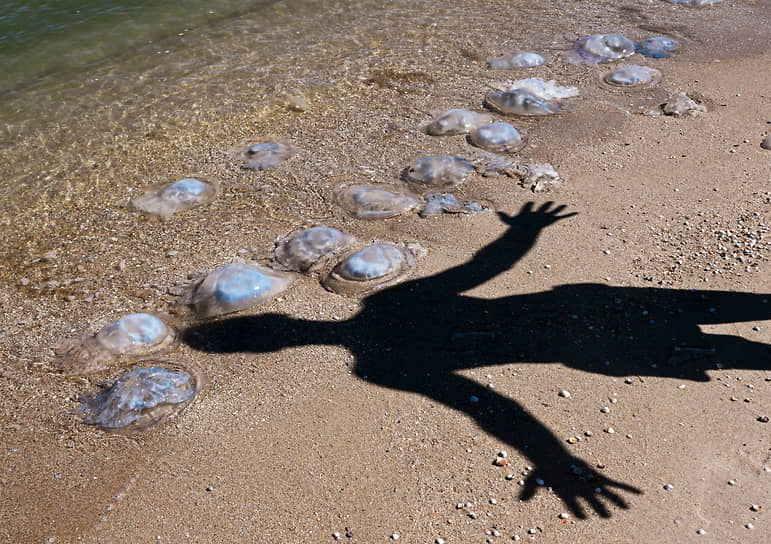 Медузы, выброшенные прибоем на морской берег в Бердянске