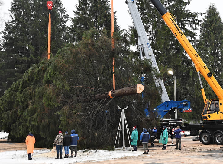 Московская область. В деревне Гряды Волоколамского городского округа срублена главная елка страны, которую установят на Соборной площади Кремля