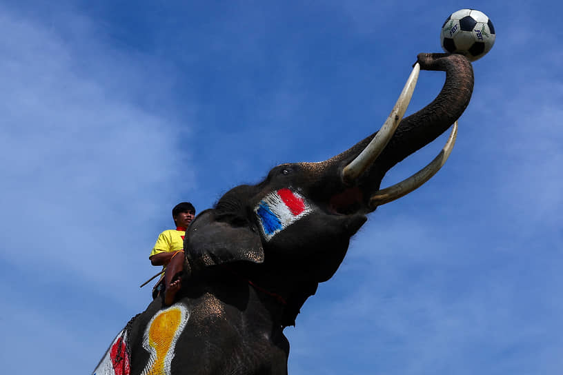 Аюттхая, Таиланд. Слон с нарисованным флагом Франции и футбольным мячом в хоботе

