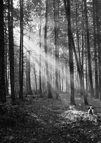 «Конечно, настоящий фотограф снял бы лучше меня, но настоящему специалисту и в голову никогда не придет смотреть на то, что я снимаю: он это никогда не увидит»