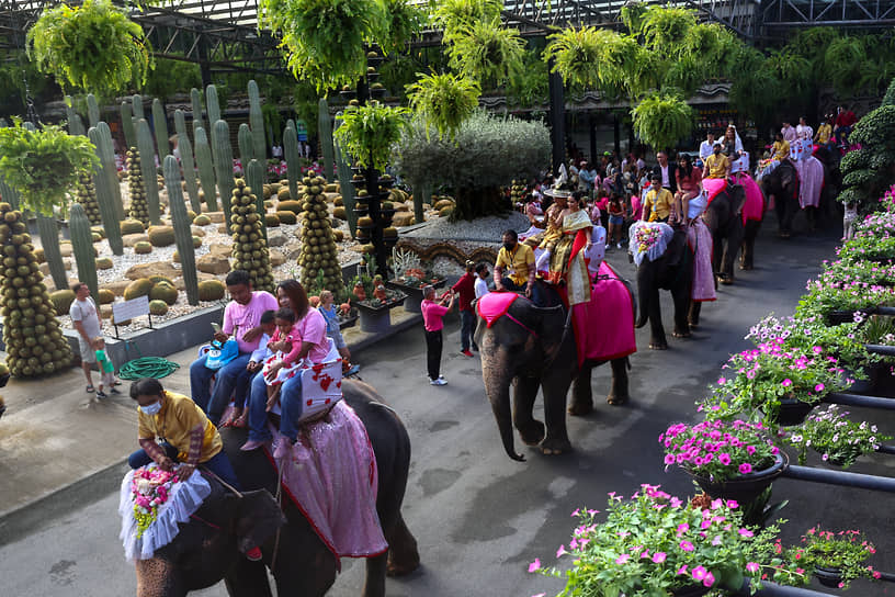 Паттайя, Таиланд. Прогулки на слонах для влюбленных пар 