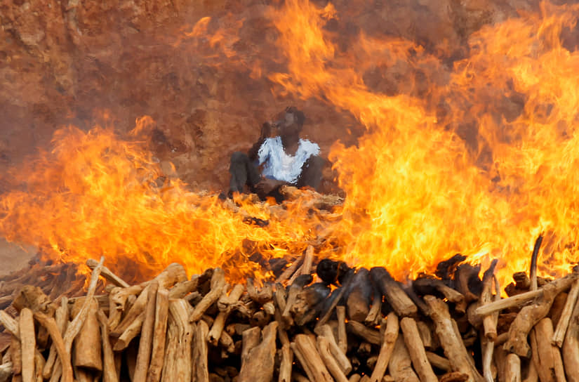 Найроби. Сожжение незаконно собранного сандалового дерева, конфискованного кенийскими межведомственными службами безопасности