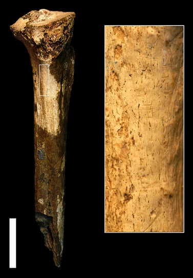 Найденная кость древнего гоминина  и увеличенный участок, на котором видны следы надрезов,