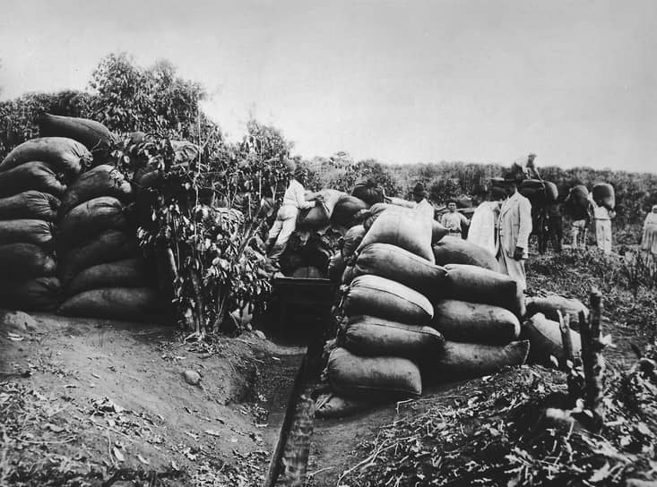 Кофейная плантация в Бразилии: кофе вывозят на чистку, 1931 год