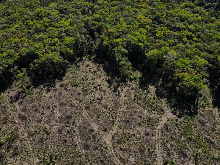 Вырубленный участок тропического леса в районе бразильского Манауса