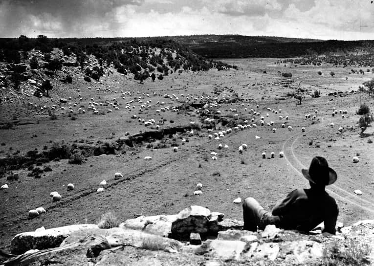 Индеец в резервации Навахо присматривает за пасущимися овцами. Шерсть с овец является основным источником дохода племени