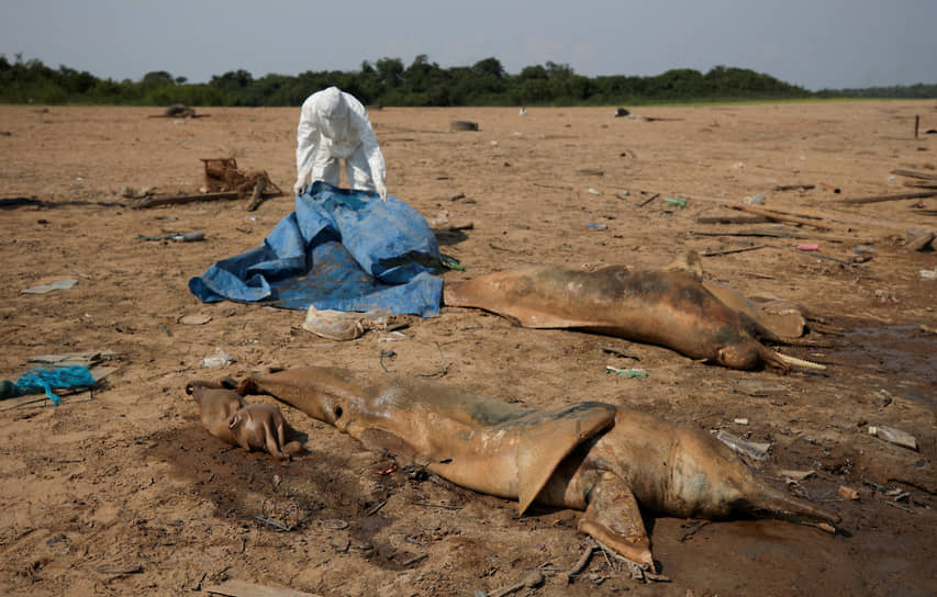 Тефе, Бразилия. Сотрудник Института устойчивого развития Мамирауа накрывает тела дельфинов, погибших в результате засухи 