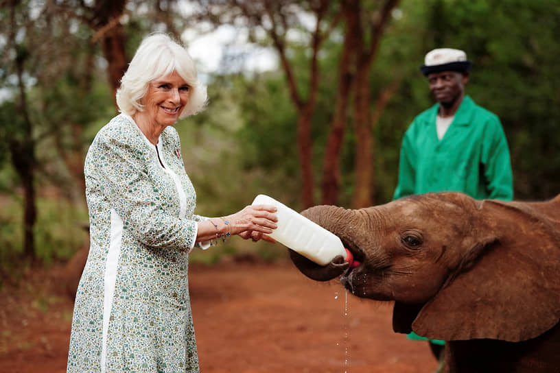 Найроби, Кения. Королева Камилла во время посещения слоновьего приюта