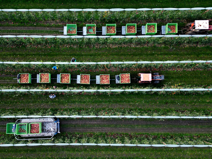 Дрюмель, Нидерланды. Фермеры собирают яблоки