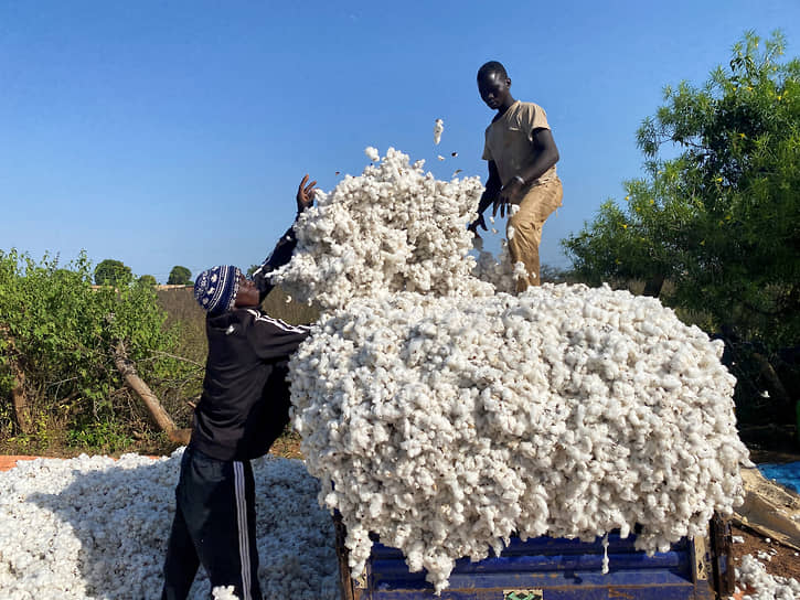 Корхого, Кот-д’Ивуар. Фермеры собирают хлопок 