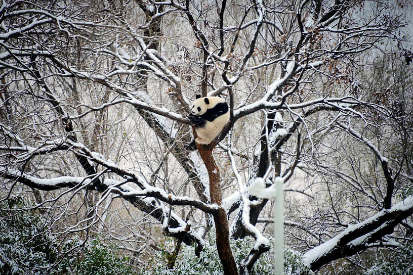 Пекин, Китай. Панда отдыхает на дереве в зоопарке после снегопада