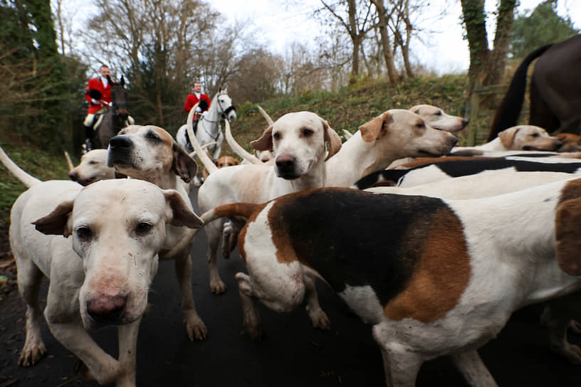 Суррей, Великобритания. Собаки на ежегодной охоте в День подарков