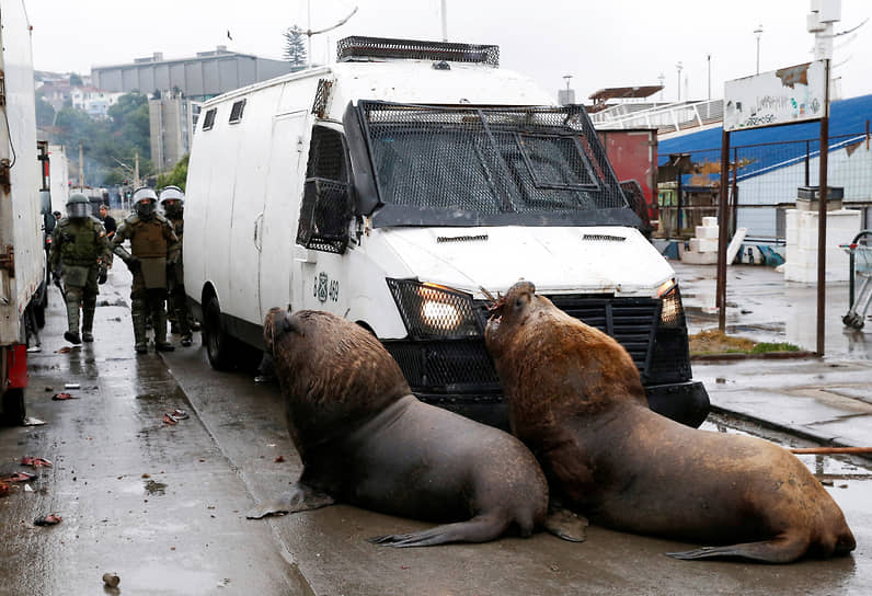 Вальпараисо, Чили. Морские львы преграждают путь машине спецназа в ходе столкновения рыбаков с полицией 