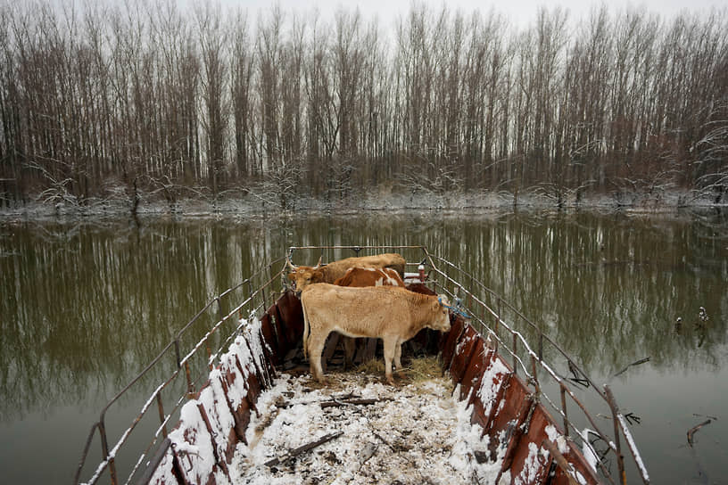 Крчедин, Сербия. Эвакуация домашнего скота с острова, затопленного в результате разлива реки Дунай