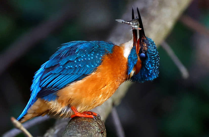 Сент-Олбанс, Великобритания. Птица есть рыбу из реки в парке Веруламиум