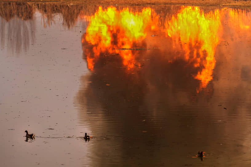 Сринагар, Кашмир. Птицы плывут по озеру Брари-Намбал на фоне пожара 