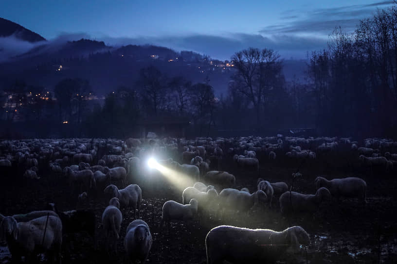Боттичино, Италия. Пастух со стадом овец на рассвете