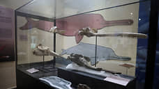 В Перу найден череп крупнейшего речного дельфина