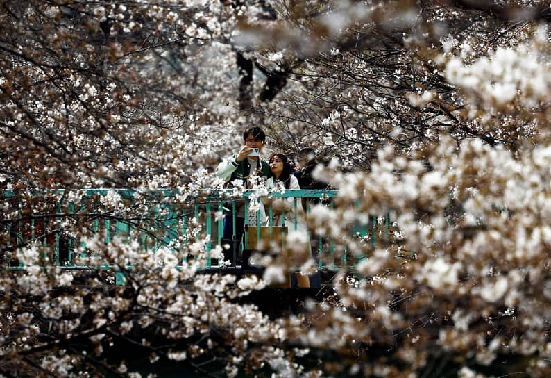 Токио, Япония. Люди фотографируют цветущую сакуру 