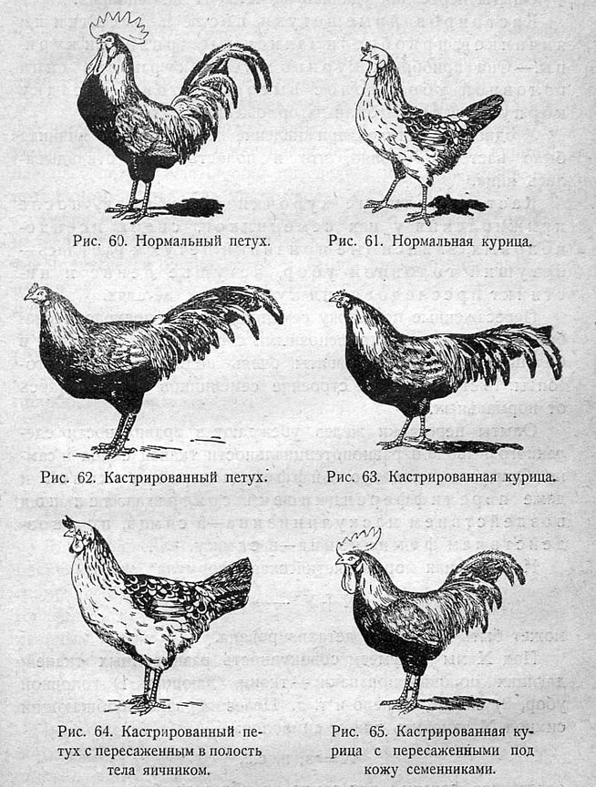 «Кастрированные курочки поразительно напоминают кастрированных петухов»