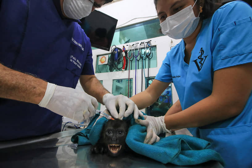 Комалькалько, Мексика. Ветеринар помогает спасенной от сильной жары обезьяне