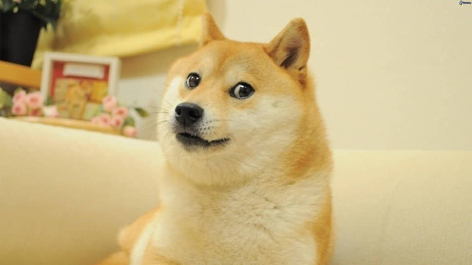 В Японии умерла собака Кабосу породы сиба-ину, ставшая мемом