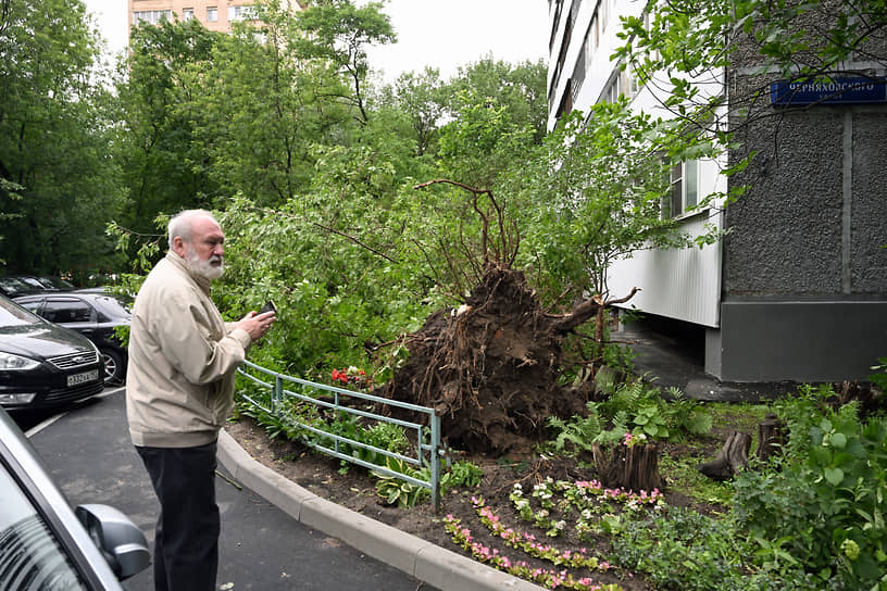Из-за непогоды в Москве закрыли парки
&lt;br>На фото: упавшее дерево на улице Черняховского