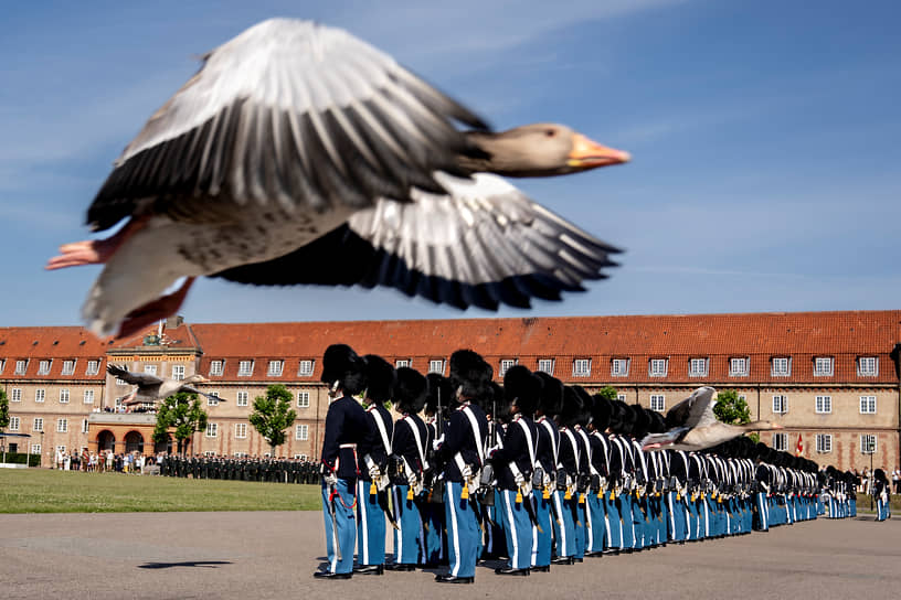 Копенгаген. Гусь летит во время юбилейного парада Королевской лейб-гвардии